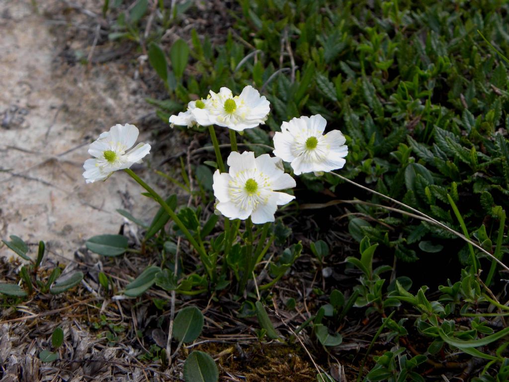 Ranunculus alpestris